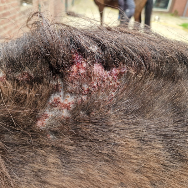 Het verhaal achter Happy Belly Solid