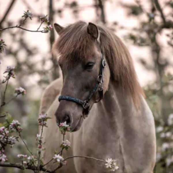 Botanica Zomer pakket