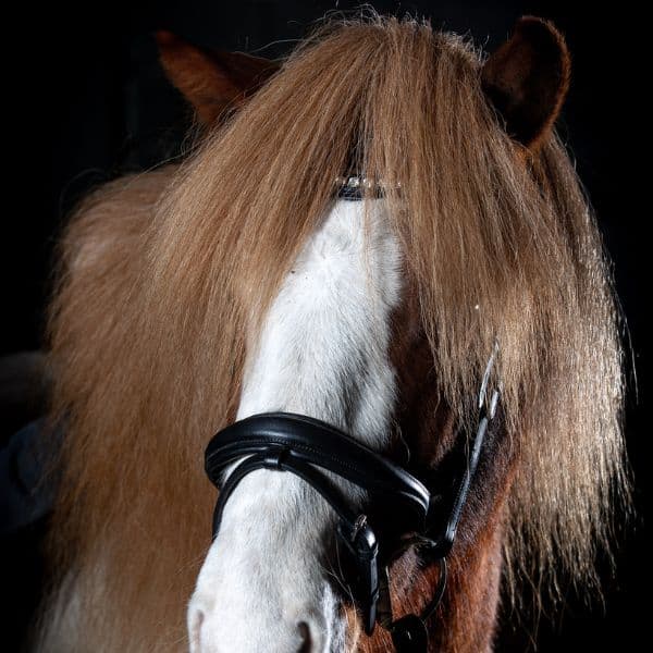 Eques Anatomische gecombineerde neusriem Eques Anatomische gecombineerde neusriem