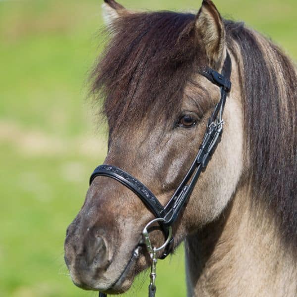 Eques Engelse neusriem moon rock