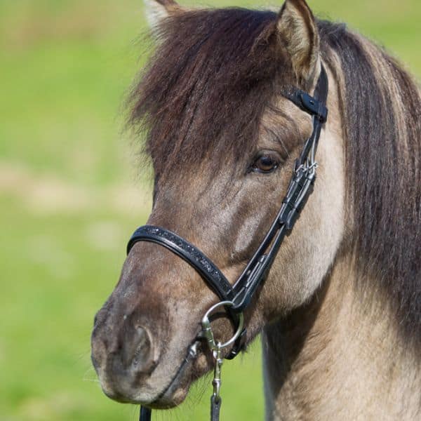 Eques V frontriem Moon Rock kristallen (3)