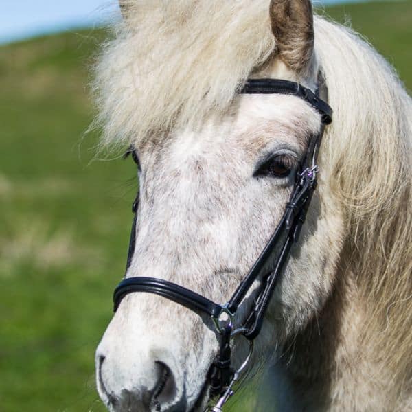 Eques Wave frontriem zwart leer Eques Wave frontriem zwart leer