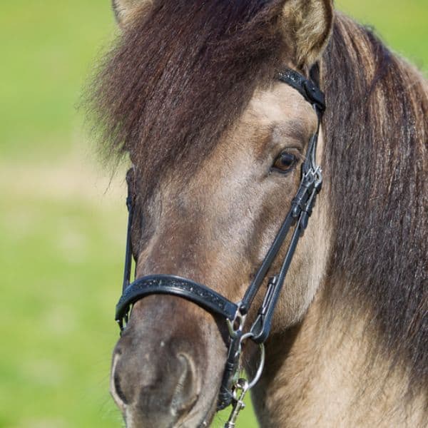 Eques lage neusriem moon rock Eques lage neusriem moon rock