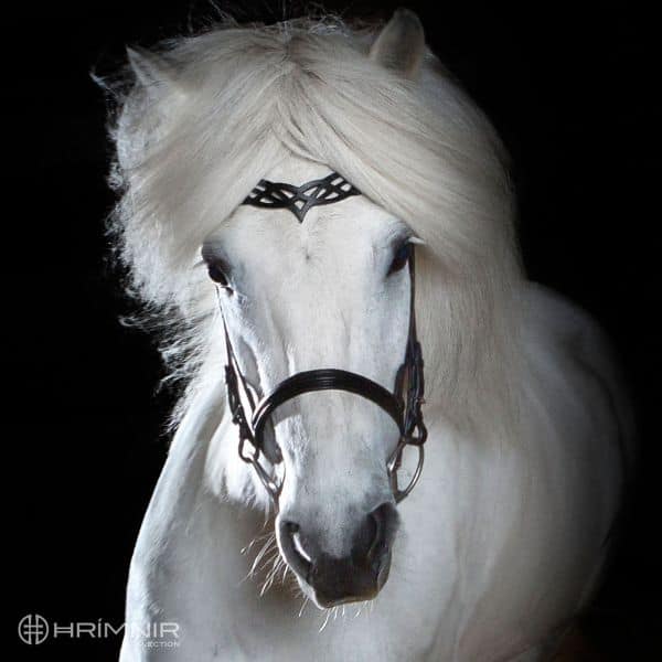 Hrimnir Heritage B kopstuk Hrimnir Heritage B kopstuk