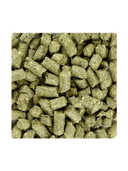 Florian Friesian Impact Oerbrok (5) Florian Friesian Impact Oerbrok