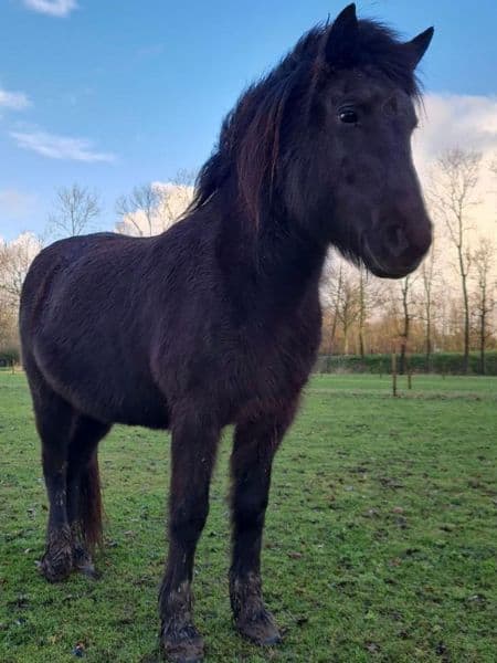 Vaka fra Stekkjarholi (3) Vaka fra Stekkjarholi