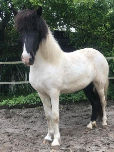 ElÍn frá Hesta Gard Hekla