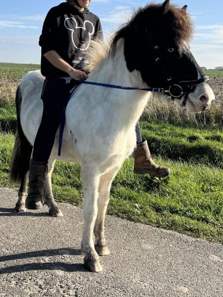 ElÍn frá Hesta Gard Hekla ElÍn frá Hesta Gard Hekla