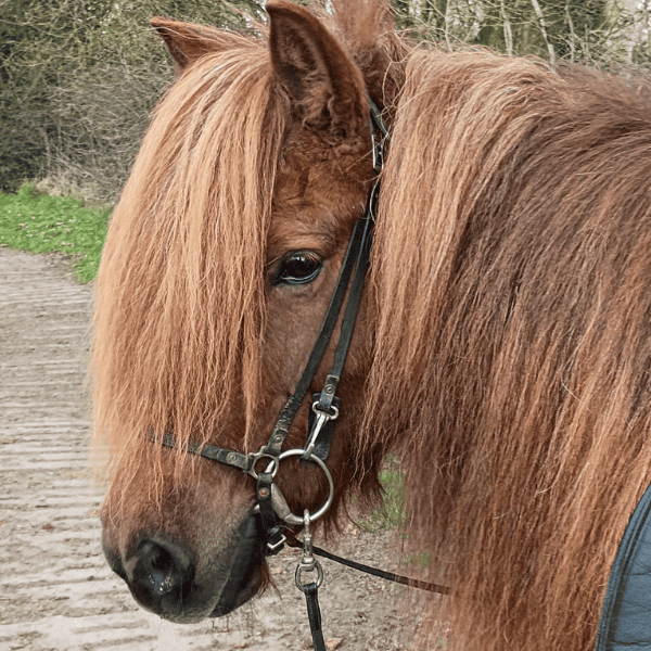 Happy Belly Solid ervaringen