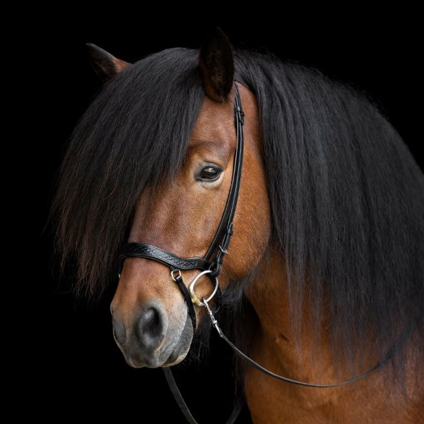 Hrimnir Heritage anatomische neusriem (3) Hrimnir Heritage anatomische neusriem