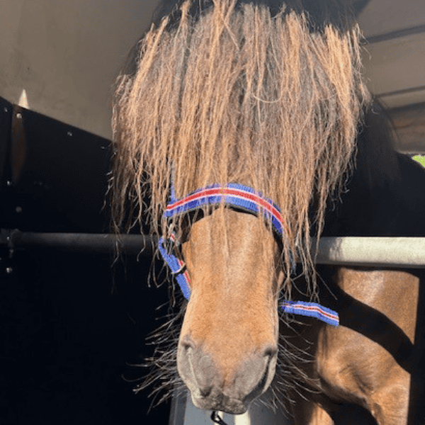 Fylkir op de trailer