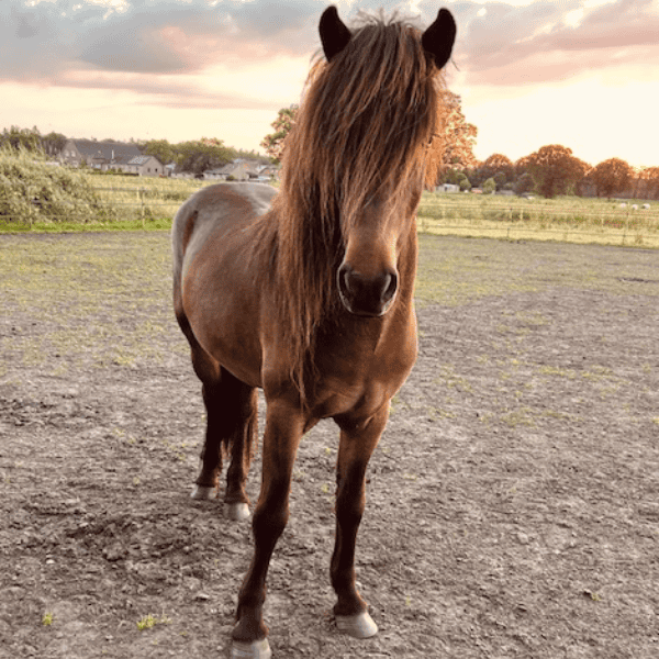 Fylkir van 't Slingerbos