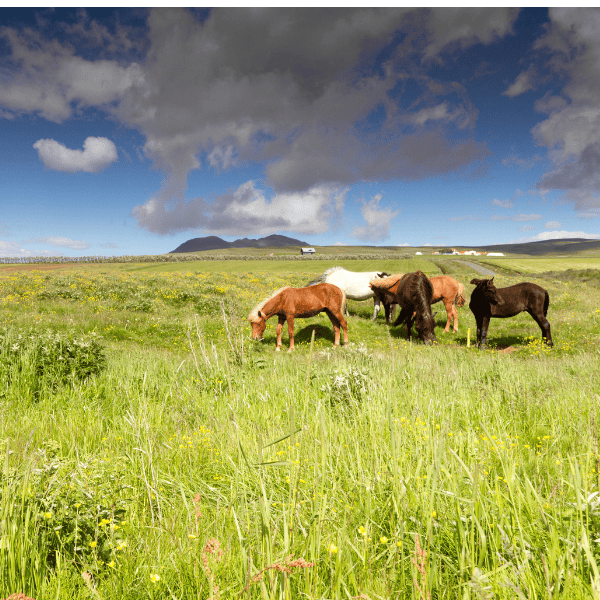 maagzweren bij IJslandse paarden