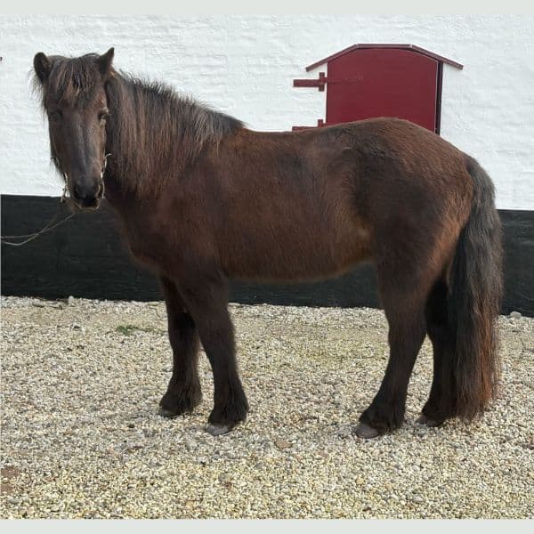 Dilja fra Kattastíg