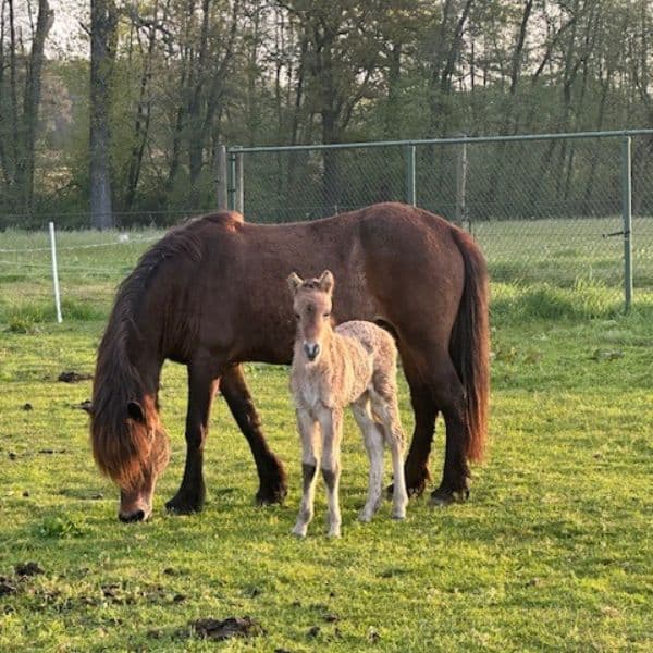 Drottning frá Olafsbergi (10) IJslander te koop via Atorka.nl