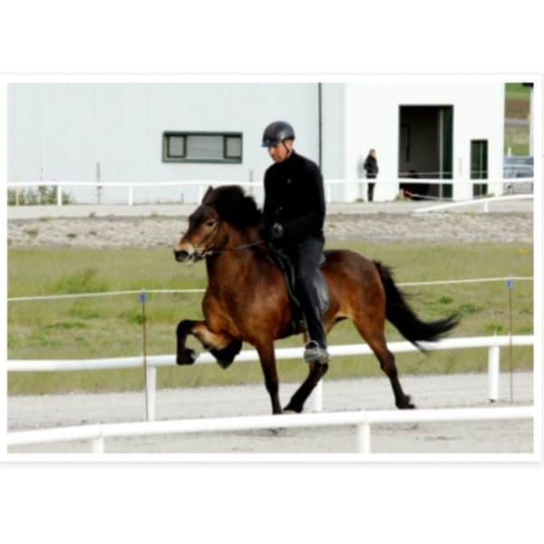 Drottning frá Olafsbergi (2) IJslander te koop via Atorka.nl