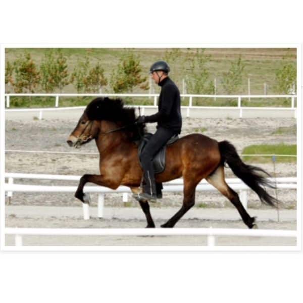 Drottning frá Olafsbergi (3) IJslander te koop via Atorka.nl