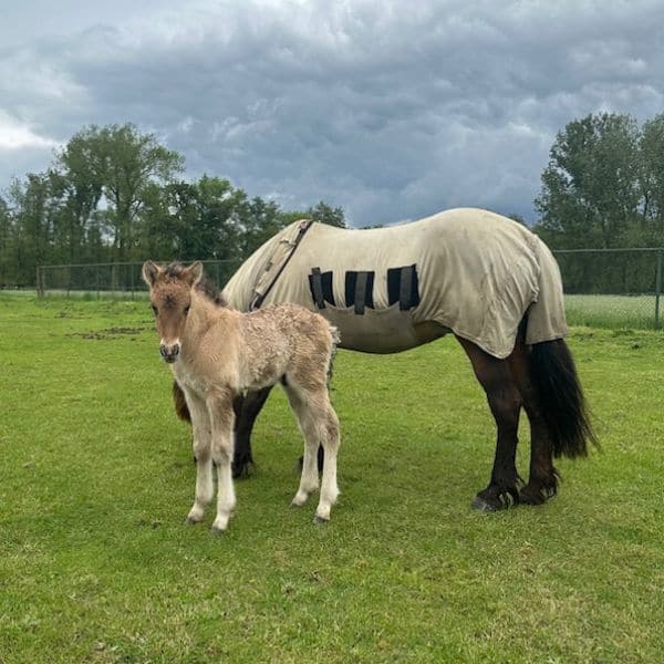 Drottning frá Olafsbergi (8) IJslander te koop via Atorka.nl