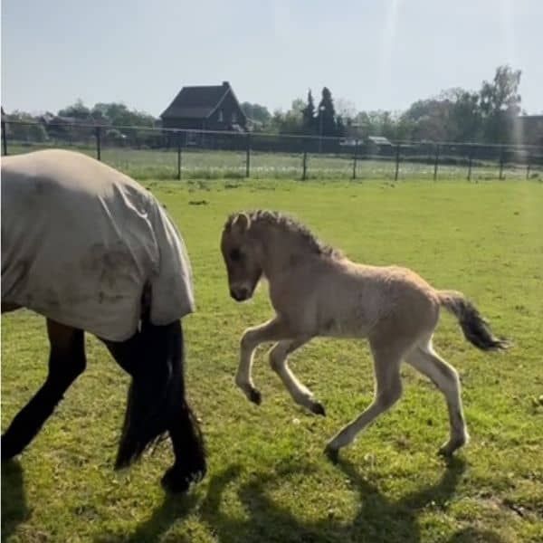 Drottning frá Olafsbergi (9) IJslander te koop via Atorka.nl