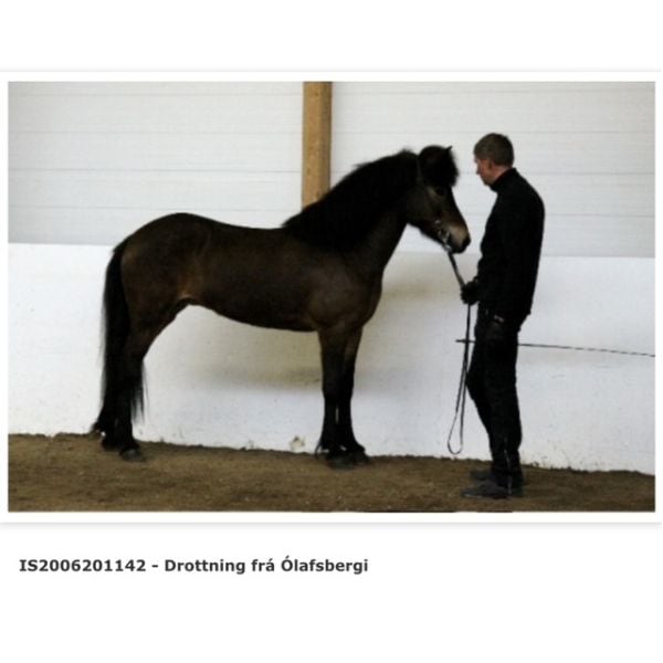 Drottning frá Olafsbergi