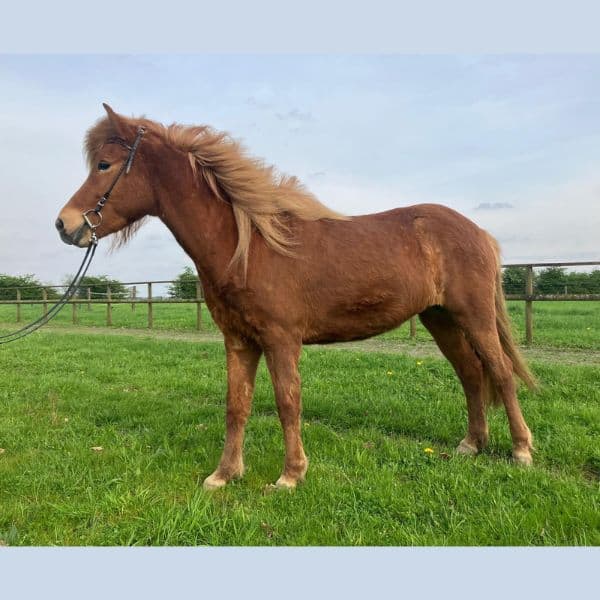 Ljónslöpp von Vatlaboe