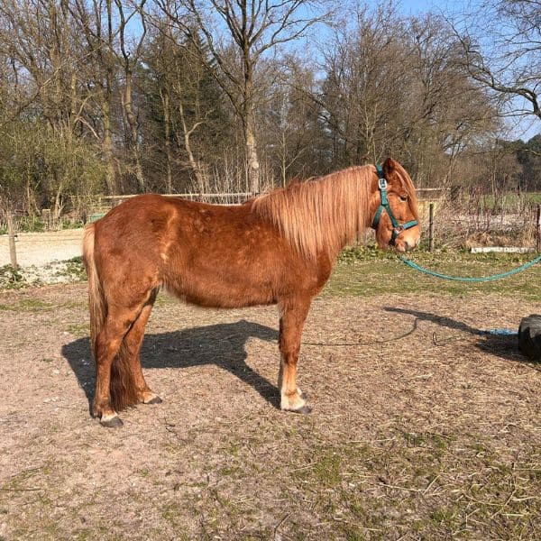 Sif frá Hestagard Hekla