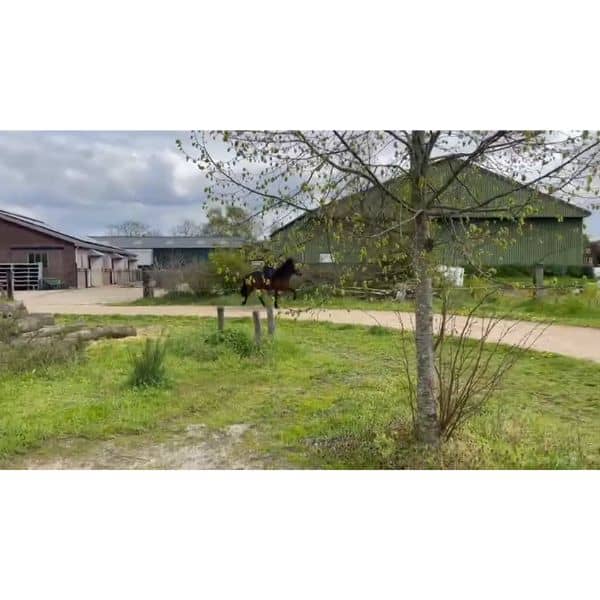 Eik frá Klömbrum Eik frá Klömbrum