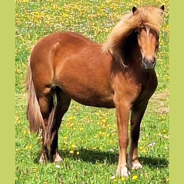 Svala van de Koningsvelden